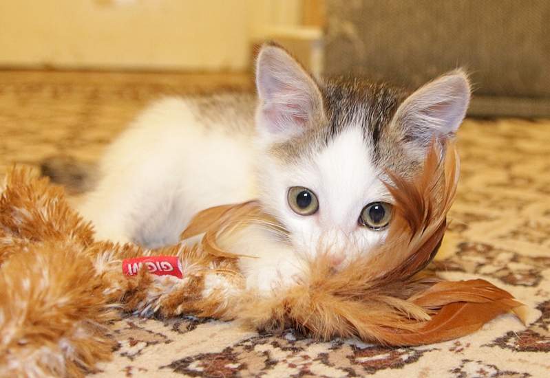 1920 X 1322 841.7 Kb    .