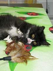 1920 X 2560 932.4 Kb 1920 X 2560 868.9 Kb 1920 X 2560 800.3 Kb 1920 X 2560 769.2 Kb 1920 X 2560 962.1 Kb        