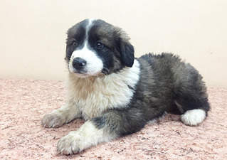 1920 X 1355 554.0 Kb Отдам щенков девочек