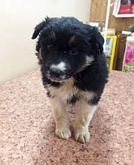 1920 X 2348 982.9 Kb 1920 X 1355 554.0 Kb Отдам щенков девочек