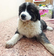 1920 X 2001 960.5 Kb 1920 X 2348 982.9 Kb 1920 X 1355 554.0 Kb Отдам щенков девочек