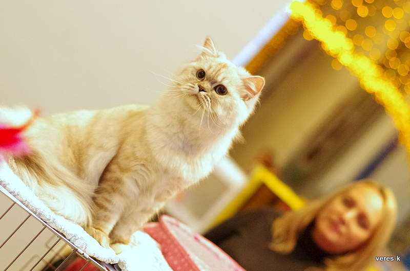 800 x 530 Дневники Ники.Британские кошки из питомника 'GEM SWEET'