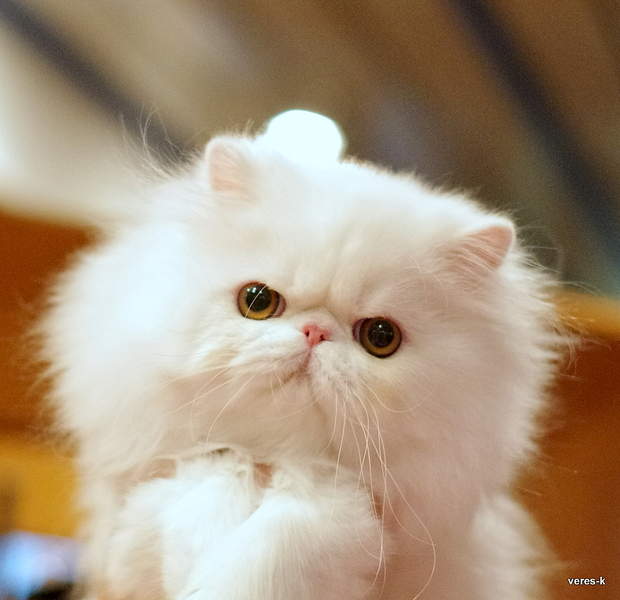 1200 X 1161 944.0 Kb 1200 X 728 739.1 Kb 18-19  2014 ,  .  '.RU'
