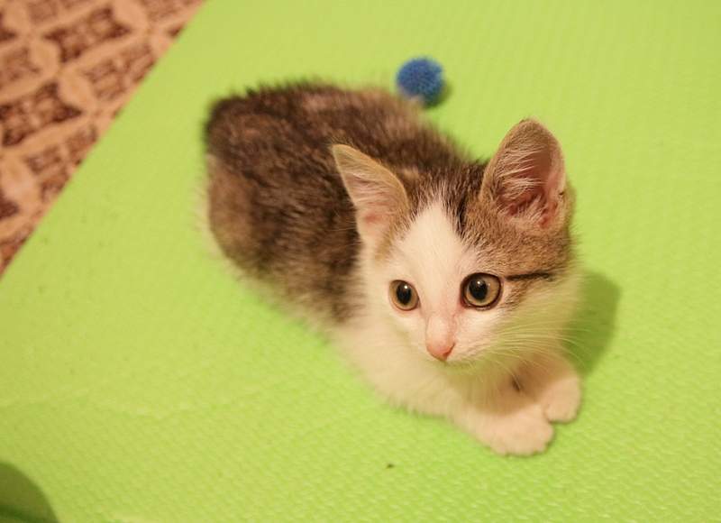 1920 X 1392 705.4 Kb    .