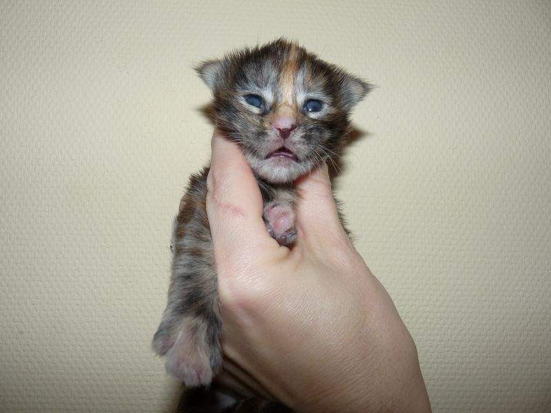 800 x 600 800 x 600 800 x 600 Питомник Мейн-кунов 'Аctus Рurus'. Ласковые ГИГАНТЫ.