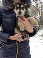 1920 X 2570 395.6 Kb 1920 X 2570 388.1 Kb Щенки в добрые руки!