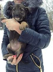 1920 X 2570 947.5 Kb 1920 X 2570 433.0 Kb 1920 X 2570 395.6 Kb 1920 X 2570 388.1 Kb Щенки в добрые руки!