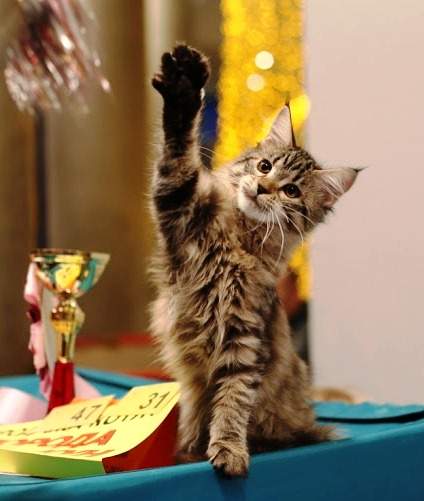 424 x 501 704 x 533 -  