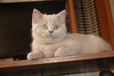 1024 X 683 59.5 Kb Питомник'Gem Sweet'.Любимые британские ПЛЮШКИ.Британские котята: белые, голубые