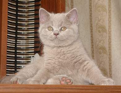 1920 X 1473 202.2 Kb 1024 X 683 59.5 Kb Питомник'Gem Sweet'.Любимые британские ПЛЮШКИ.Британские котята: белые, голубые