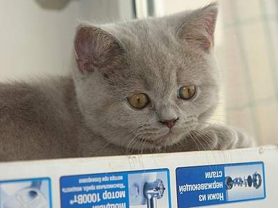 1024 X 767 329.8 Kb 1920 X 1473 202.2 Kb 1024 X 683 59.5 Kb Питомник'Gem Sweet'.Любимые британские ПЛЮШКИ.Британские котята: белые, голубые