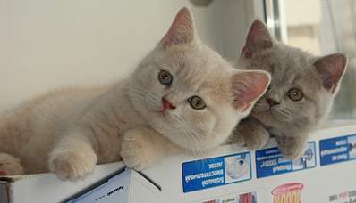 1024 X 586 280.0 Kb 1024 X 767 329.8 Kb 1920 X 1473 202.2 Kb 1024 X 683 59.5 Kb Питомник'Gem Sweet'.Любимые британские ПЛЮШКИ.Британские котята: белые, голубые
