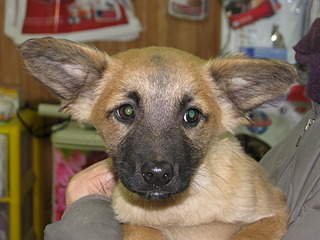 1920 X 1440 721.6 Kb  