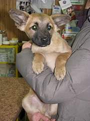 1920 X 2560 915.0 Kb 1920 X 1440 721.6 Kb  