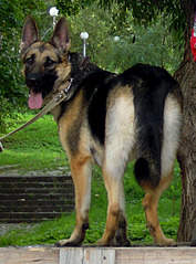 878 X 1188 820.7 Kb ����� ��������- ����������� �������