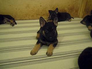 1500 X 1125 641.2 Kb 878 X 1188 820.7 Kb ����� ��������- ����������� �������