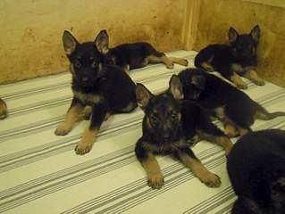 1500 X 1125 648.6 Kb 1500 X 1125 641.2 Kb 878 X 1188 820.7 Kb ����� ��������- ����������� �������