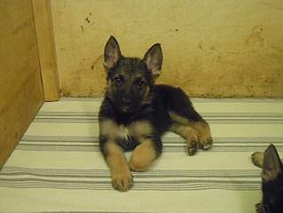 1500 X 1125 670.1 Kb 1500 X 1125 648.6 Kb 1500 X 1125 641.2 Kb 878 X 1188 820.7 Kb ����� ��������- ����������� �������