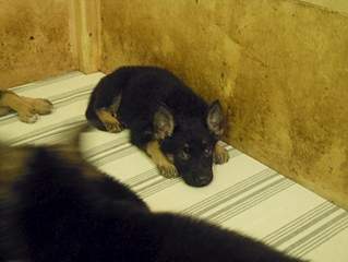 1500 X 1125 651.3 Kb 1500 X 1125 670.1 Kb 1500 X 1125 648.6 Kb 1500 X 1125 641.2 Kb 878 X 1188 820.7 Kb ����� ��������- ����������� �������