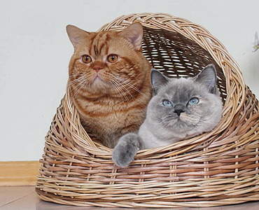 516 X 418 118.0 Kb Питомник'Gem Sweet'.Любимые британские ПЛЮШКИ.Британские котята: белые, голубые