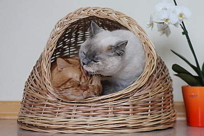 800 X 533 163.1 Kb Питомник'Gem Sweet'.Любимые британские ПЛЮШКИ.Британские котята: белые, голубые