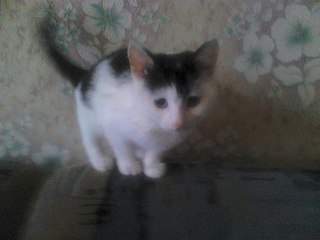 604 X 453 37.8 Kb Отдам котенка в хорошие руки