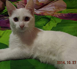 1209 X 1080 609.2 Kb     