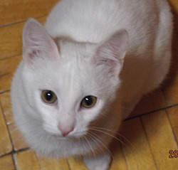 1128 X 1080 611.6 Kb 1095 X 1080 558.2 Kb 1209 X 1080 609.2 Kb     