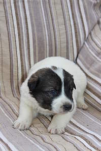 333 X 500 57.1 Kb 333 X 500 49.4 Kb 333 X 500 57.6 Kb 333 X 500 50.2 Kb   !