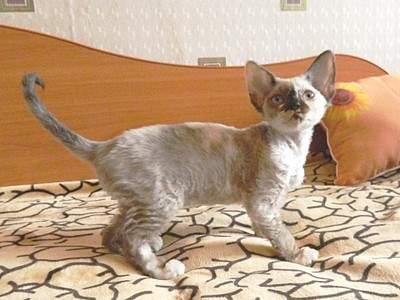 1920 X 1440 460.7 Kb 1920 X 1472 710.6 Kb   