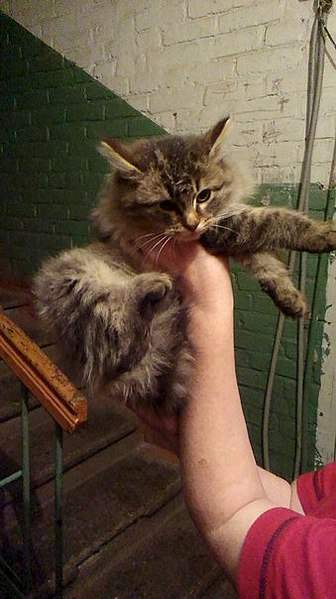 339 X 604 44.6 Kb 339 X 604 50.7 Kb 339 X 604 46.5 Kb найден котенок