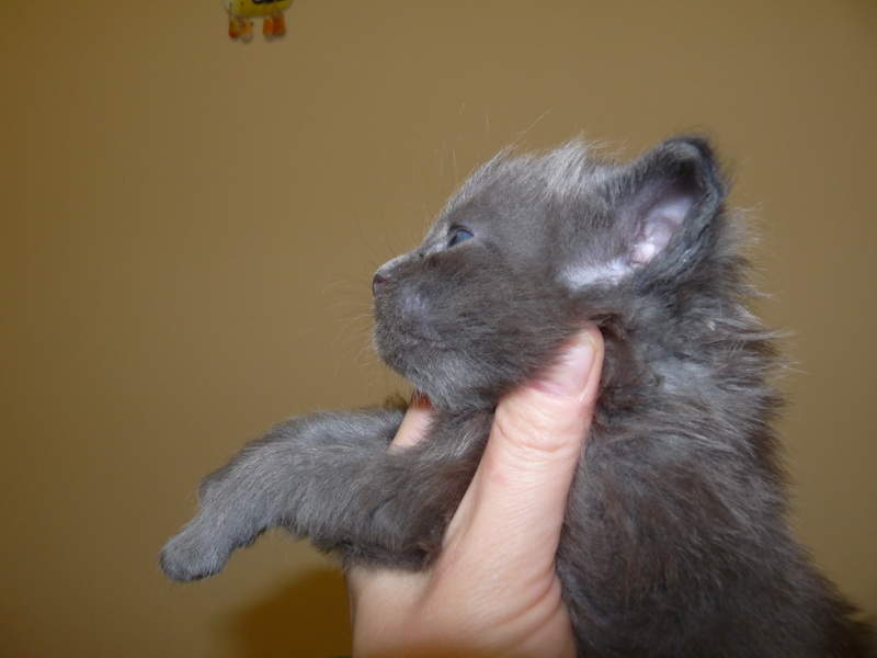 800 x 600 800 x 600 800 x 600 Питомник Мейн-кунов 'Аctus Рurus'. Ласковые ГИГАНТЫ.
