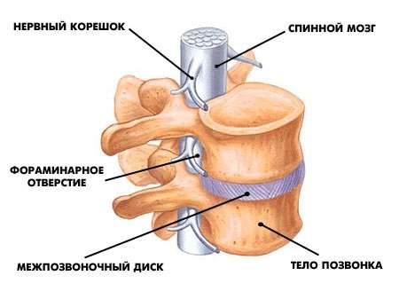 450 x 337 532 x 426  ' '    