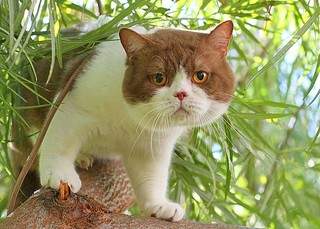 511 X 366 57.0 Kb �������� ���������� ������� � ����������� 7000�.