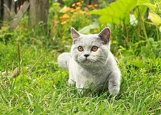 1919 X 1368 588.0 Kb �������� ���������� ������� � ����������� 7000�.