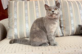 1920 X 1280 706.6 Kb 1920 X 2454 880.3 Kb 1919 X 1368 588.0 Kb �������� ���������� ������� � ����������� 7000�.