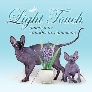 500 X 500 161.3 Kb 08-09 ноября ВЫСТАВКА КОШЕК, г.Ижевск. ICU (ринговая система).