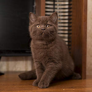 1200 X 1200 836.7 Kb Питомник'Gem Sweet'.Любимые британские ПЛЮШКИ.Британские котята: белые, голубые