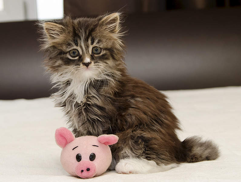 1920 X 1447 559.6 Kb  . - , .    .