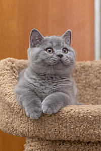 800 X 1200 725.3 Kb Питомник'Gem Sweet'.Любимые британские ПЛЮШКИ.Британские котята: белые, голубые