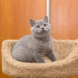 1200 X 1200 177.1 Kb Питомник'Gem Sweet'.Любимые британские ПЛЮШКИ.Британские котята: белые, голубые