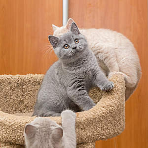 1200 X 1200 178.5 Kb Питомник'Gem Sweet'.Любимые британские ПЛЮШКИ.Британские котята: белые, голубые