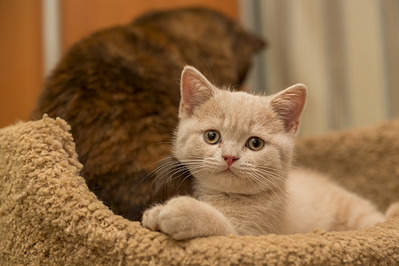 1200 X 800 590.1 Kb Питомник'Gem Sweet'.Любимые британские ПЛЮШКИ.Британские котята: белые, голубые