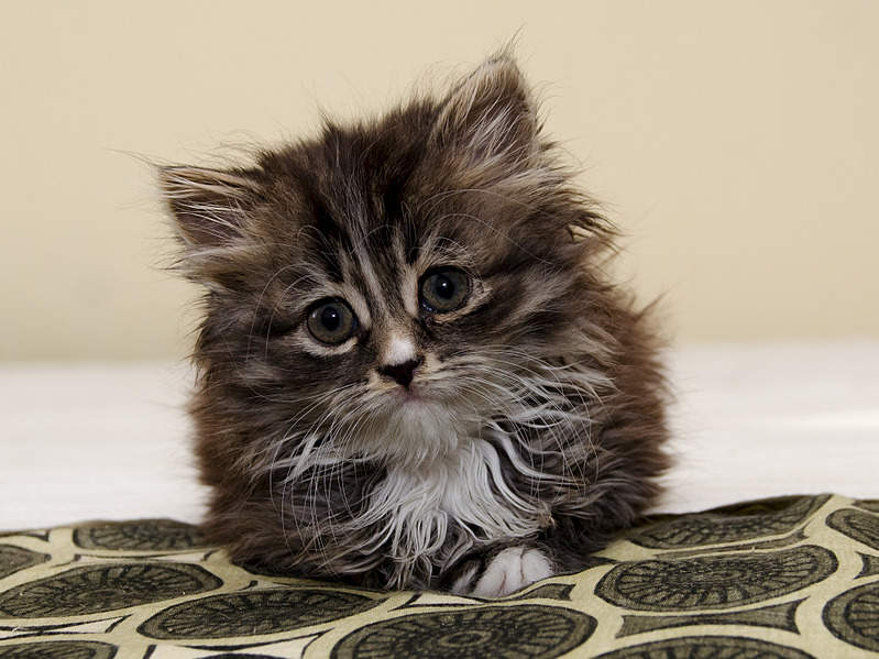 1920 X 1439 665.8 Kb  . - , .    .