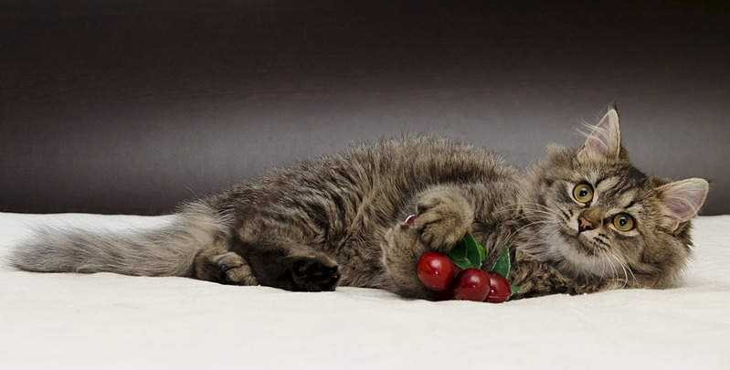 1920 X 972 331.8 Kb Очень красивый котенок. Алиса ищет дом.