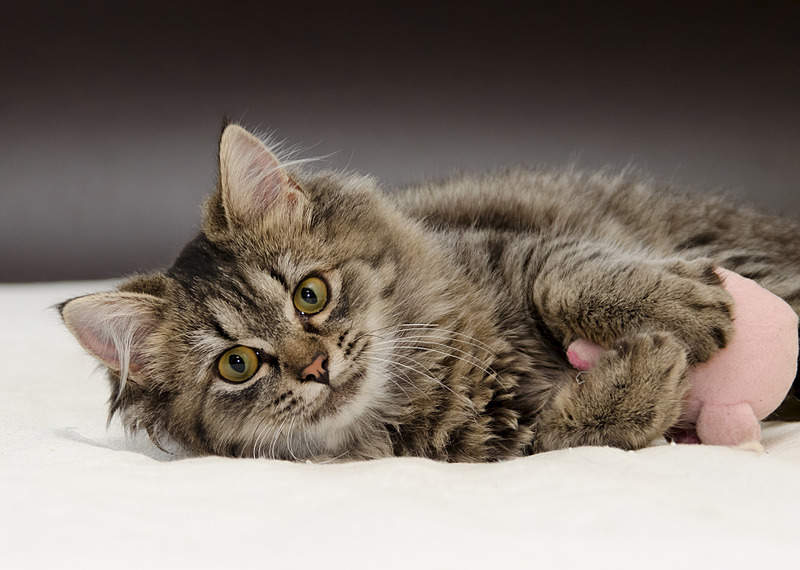 1920 X 1368 534.2 Kb 1920 X 1188 433.4 Kb 1920 X 972 331.8 Kb Очень красивый котенок. Алиса ищет дом.