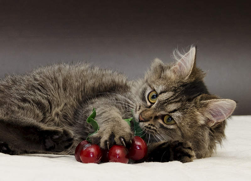 1920 X 1384 662.6 Kb Очень красивый котенок. Алиса ищет дом.