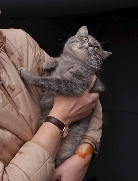 1736 X 2275 782.7 Kb      .