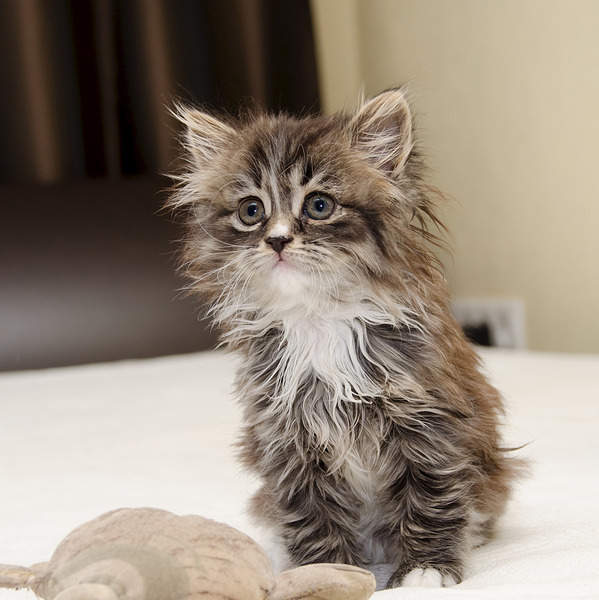 1920 X 1921 730.7 Kb 1920 X 1316 478.0 Kb  . - , .    .