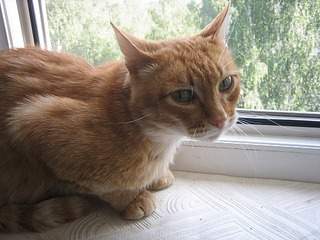 1024 X 768 295.2 Kb 894 X 570 149.9 Kb     .